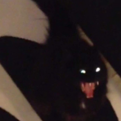 ariririsu