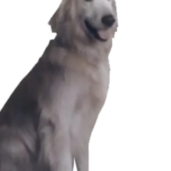 Ace Combat 7s jpeg dog