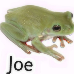 joefrog